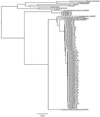 Ca. Similichlamydia in Epitheliocystis Co-infection of Gilthead Seabream Gills: Unique Morphological Features of a Deep Branching Chlamydial Family